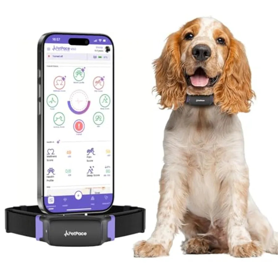 Collier de santé intelligent pour chiens avec surveillance continue des signes vitaux, alertes de douleur et de crises d'épilepsie, suivi GPS, téléconsultations et application de partage avec le vétérinaire. 