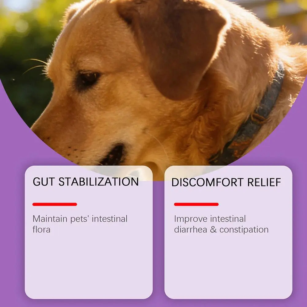 Dog Probiotic Intestinal Powder Delicious Bacon Flavor Digestive Support Long Shelf Life Premium Pet Health Supplement