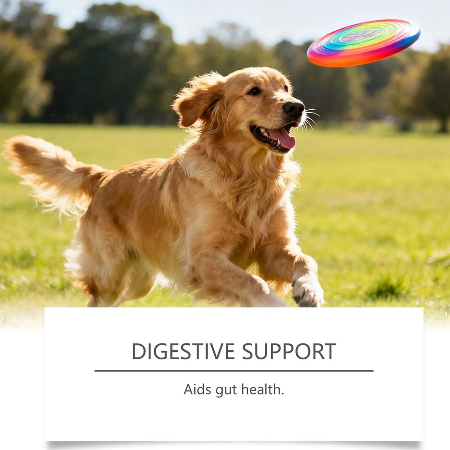 Joint Supplement For Dogs Chewable Pill 100-piece Dog Hip & Joint Care For Home Travel Daily Care Digestive Absorption Pet