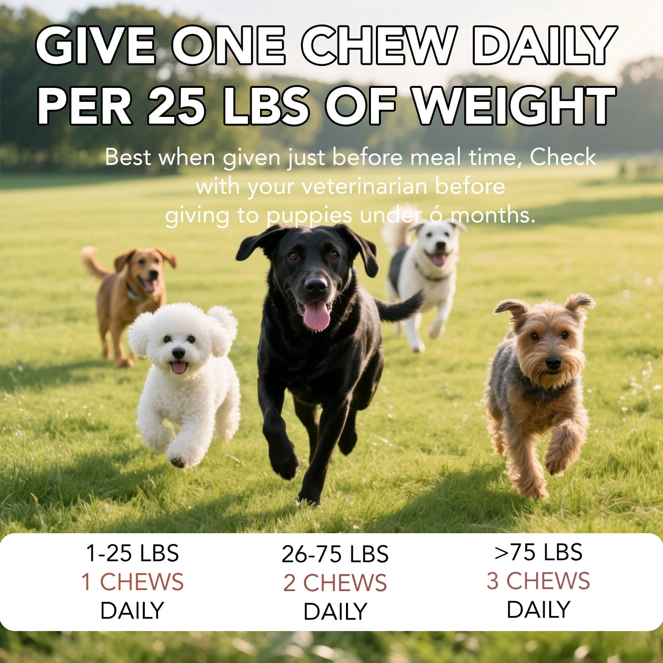 Probiotics for Dogs Digestive Health Soft Chews with Pumpkin & Fish Oil 120 Count Gut Health Itchy Relief Dog Probiotic Suppleme Happy Tails Pet Shop Store